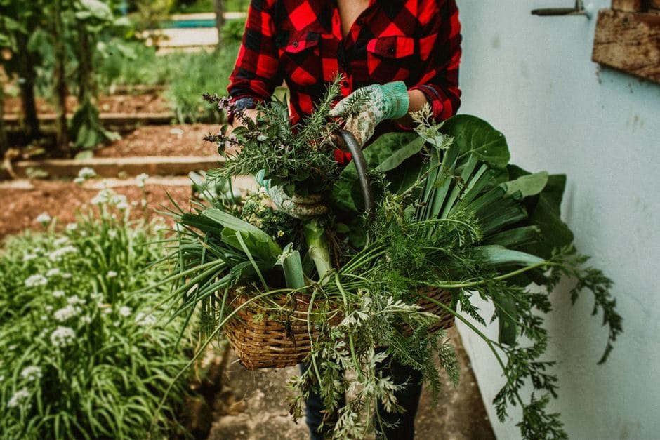 Versgeplukte tuinkruiden in een mandje op een houten tuintafel