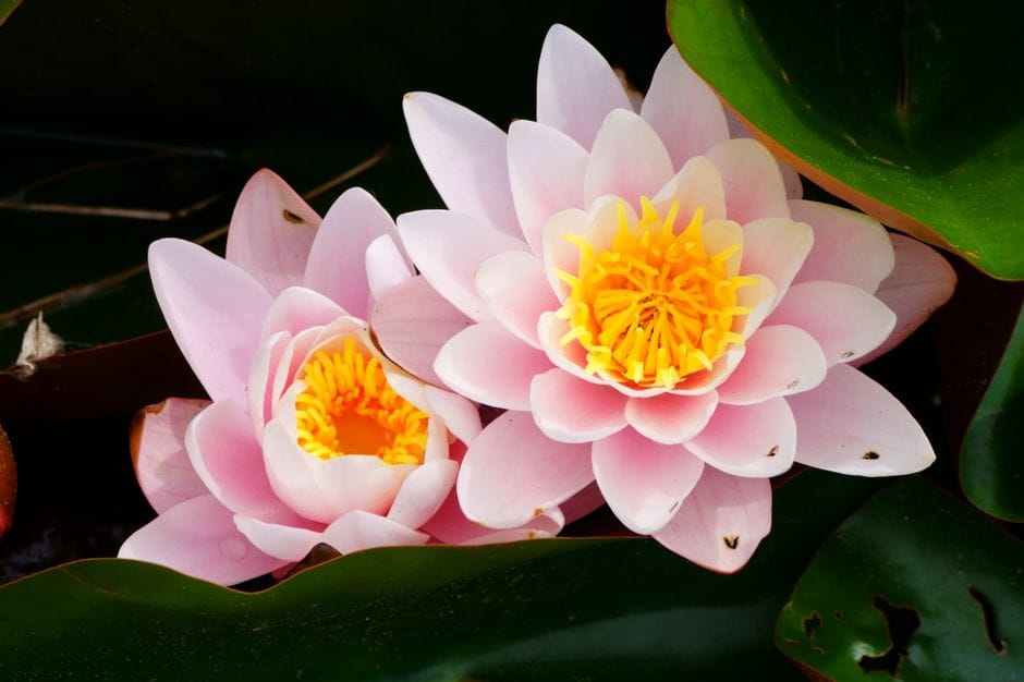 Een vijver of waterelement aanleggen in je tuin
