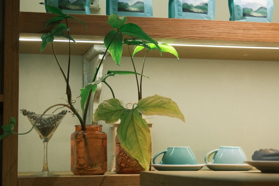 Kamerplanten die het ook met weinig licht goed doen