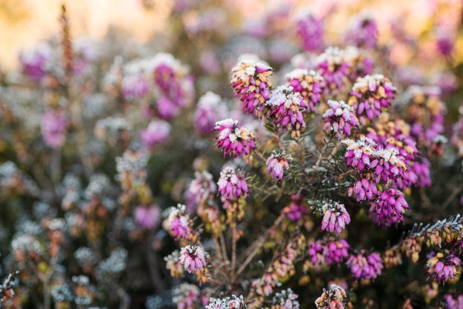 Winterplanten voor de balkonbak die de kou trotseren