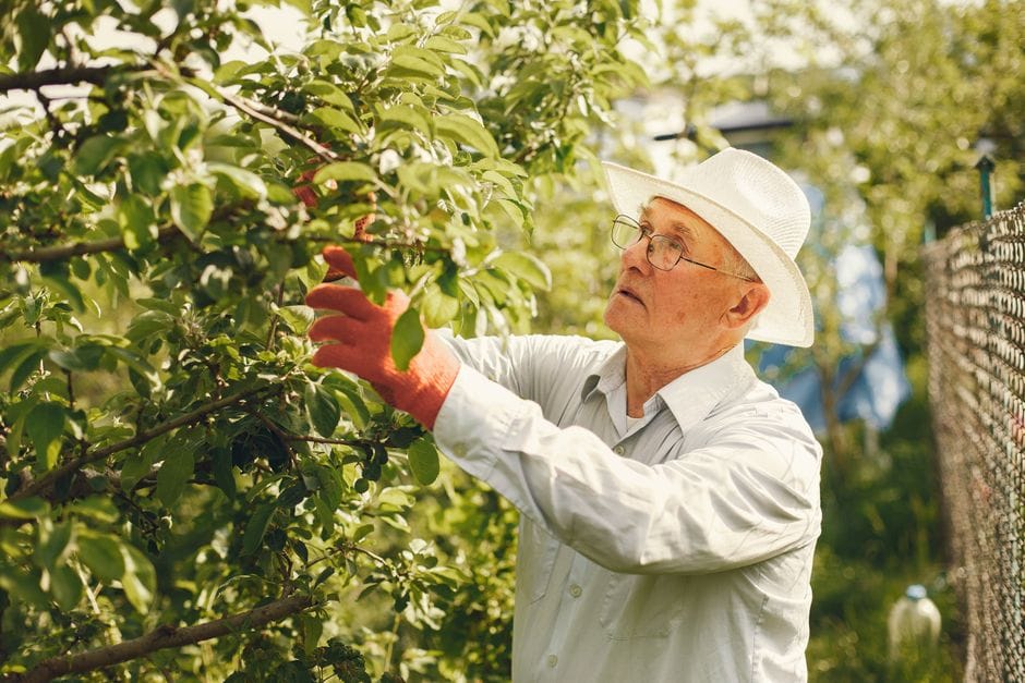 Snoeien in de winter: welke planten je nu onder handen neemt