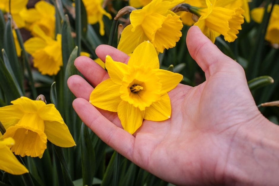 Bloembollen planten in het najaar voor een kleurrijk voorjaar