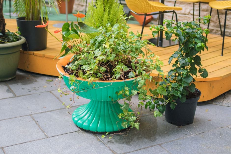 Vorstgevoelige planten beschermen voordat de kou invalt