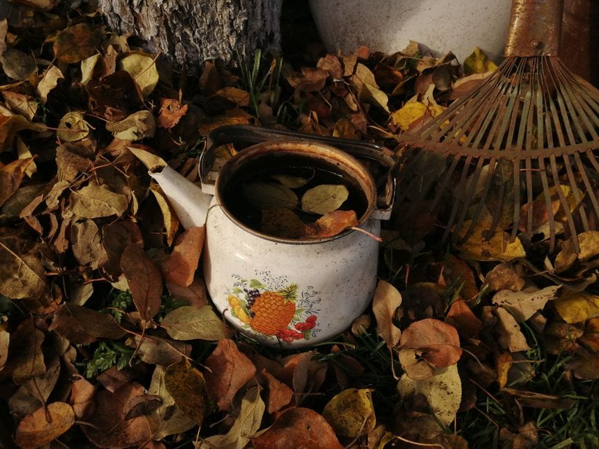 De tuin winterklaar maken zonder alles kaal te knippen