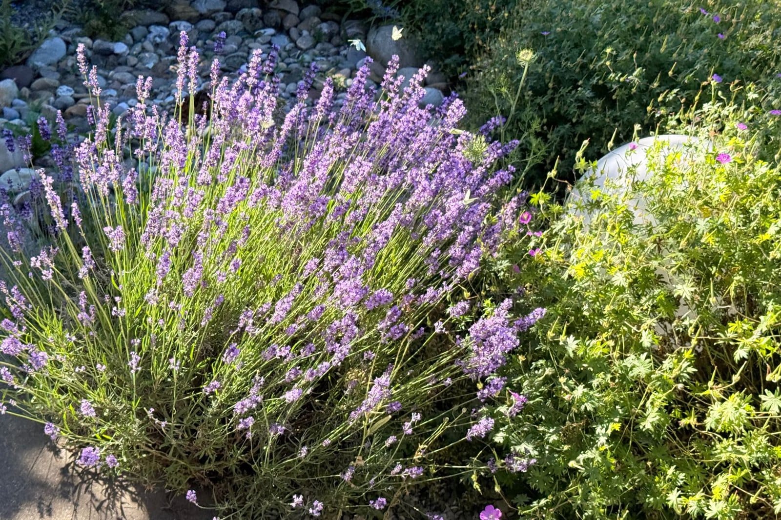 Waterwijze tuin: zo overleeft je beplanting droge zomerweken