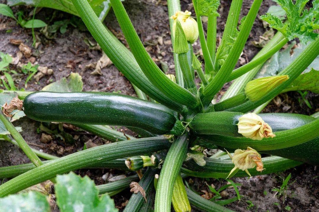 Moestuin in juli: nu oogsten, meteen doorzaaien voor het najaar