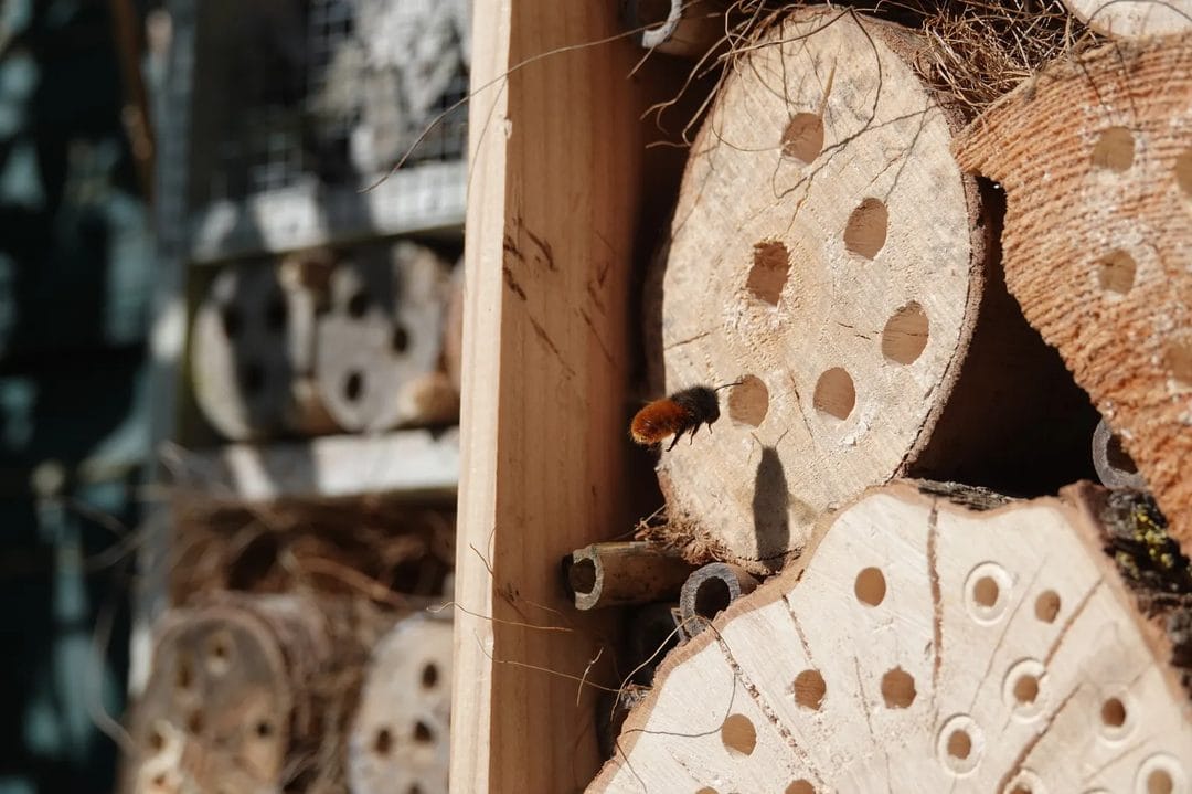 Insectenhotel bouwen in augustus: zo geef je wilde bijen een winterplek