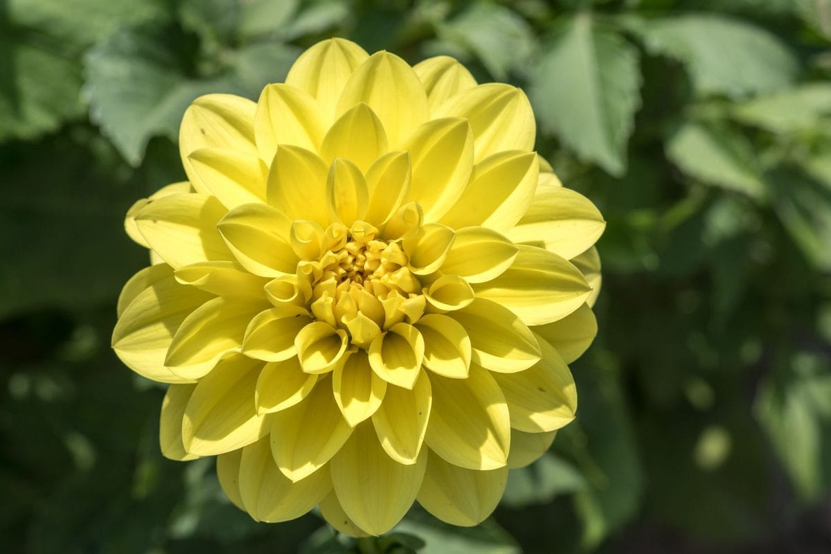 Dahlia's opgraven in oktober of november? Zo komen de knollen veilig de winter door