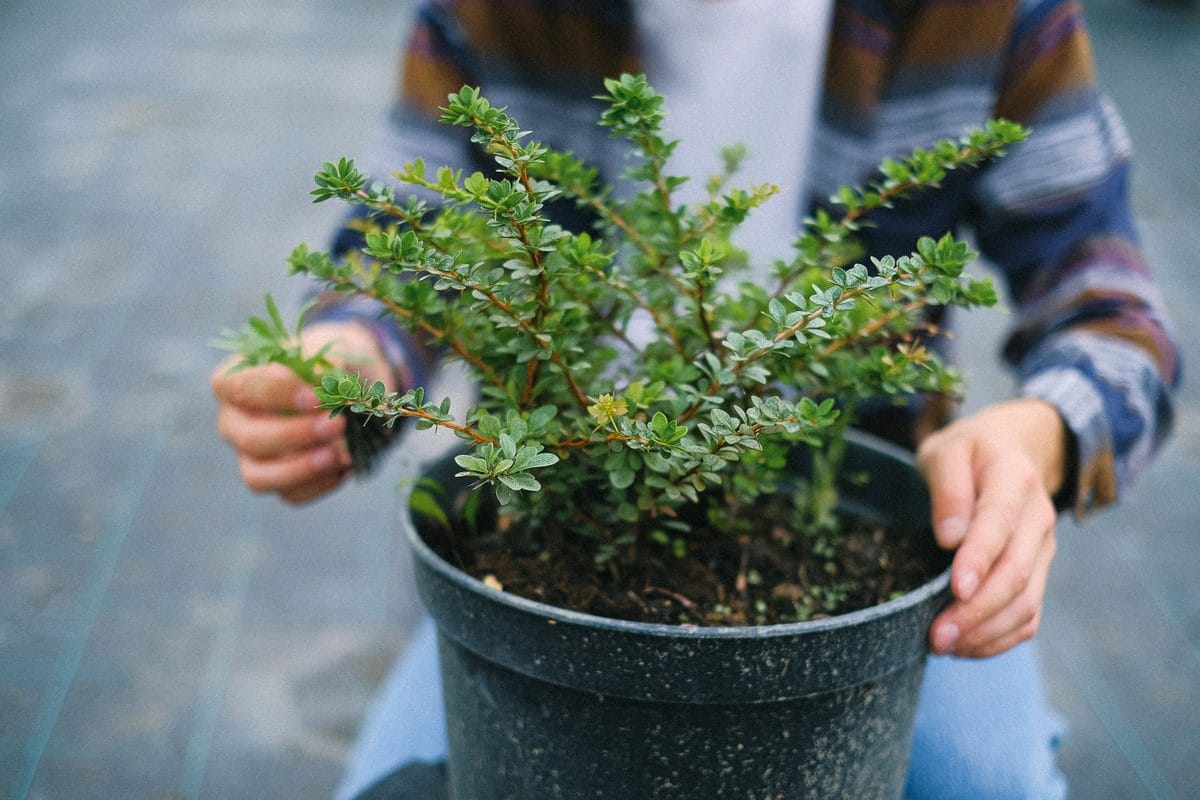 Heesters en bomen planten in het najaar: zo doe je het goed