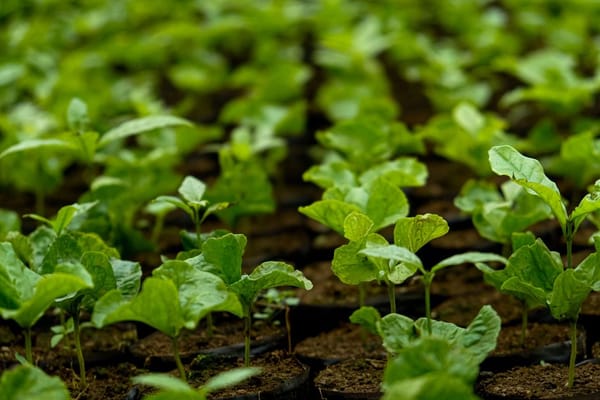 Een moestuin starten in het voorjaar, ook als beginner