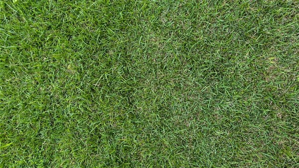 Het gazon herstellen na de winter voor een groen voorjaar