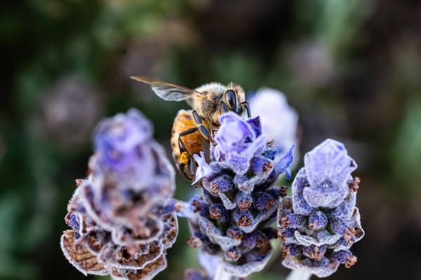 Bijen en vlinders aantrekken naar je tuin of balkon