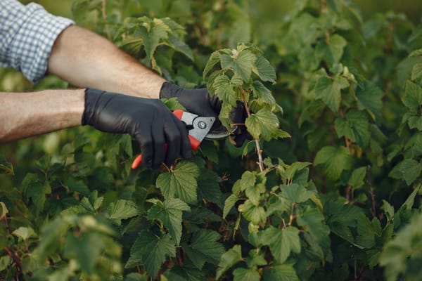 Hagen knippen en in vorm houden zonder kale plekken