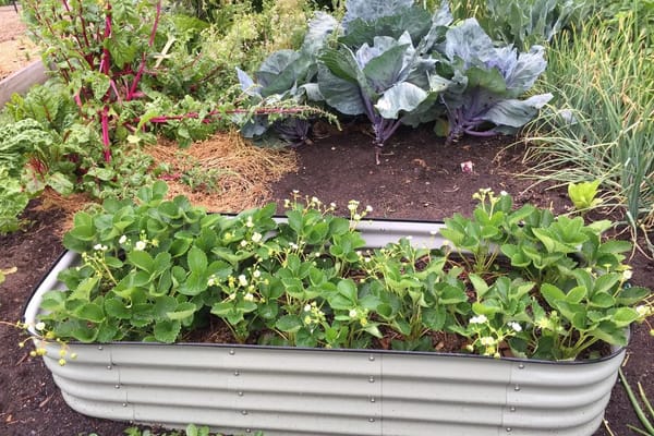 Wat je tuin half juni van je vraagt