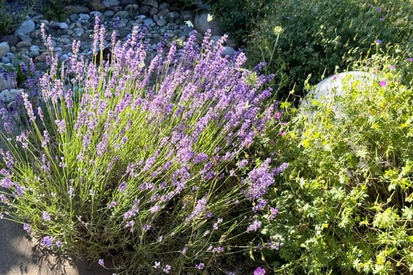 Waterwijze tuin: zo overleeft je beplanting droge zomerweken