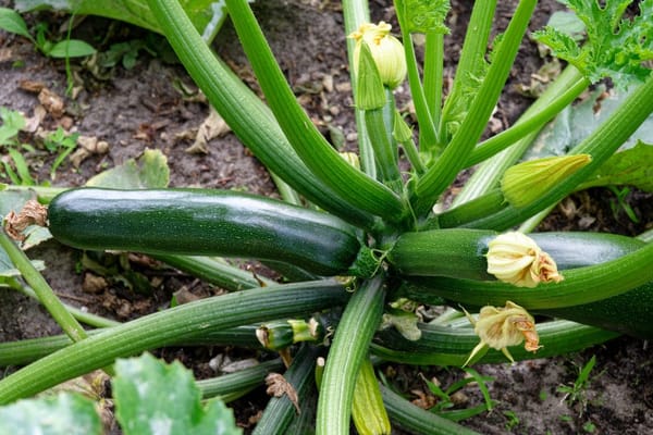 Moestuin in juli: nu oogsten, meteen doorzaaien voor het najaar