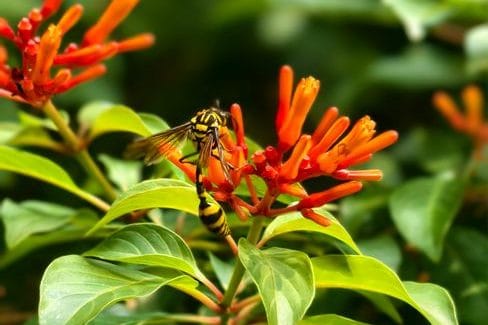 Wespen, bladluizen en slakken: zo hou je de tuin de baas in juli