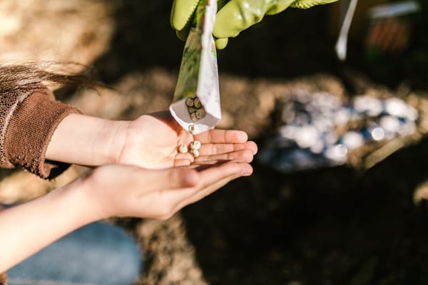 Augustus is de laatste zaaimaand: dit kun je nu nog planten voor een herfstoogst
