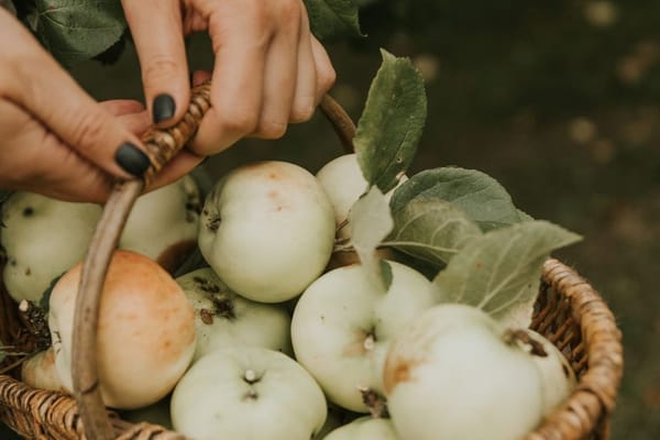 Appels en peren oogsten en bewaren: zo haal je het meeste uit je fruitbomen