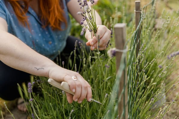 Snoeien in augustus: welke vaste planten en struiken nu een knipbeurt nodig hebben