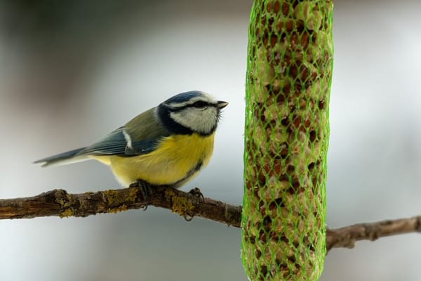 Vogels voeren in de winter: wat wel op het voerhuisje hoort en wat niet